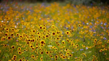 Wildflowers depth.jpg